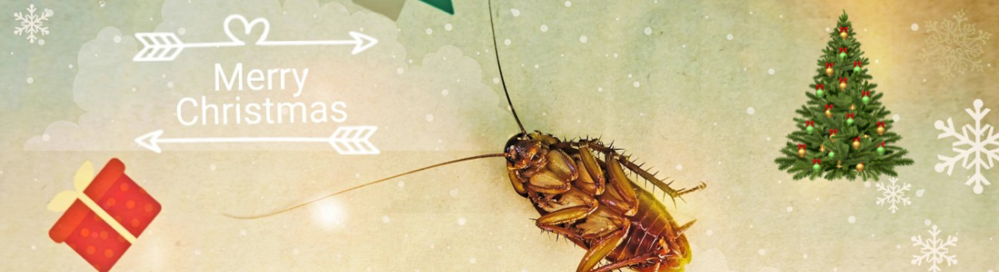 Como Ficar longe de Baratas nesse Natal  24 HORAS